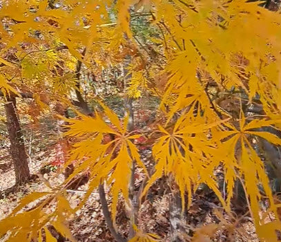 Artar - Acer – Copaci Ornamentali