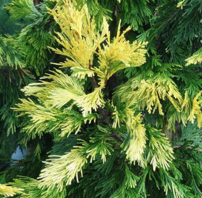 Calocedrus decurrens 'Maupin Glow' 50-70