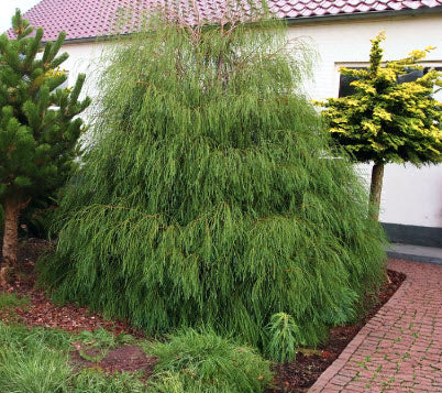 Chamaecyparis lawsoniana 'Drooping Solo' 40-50 cm