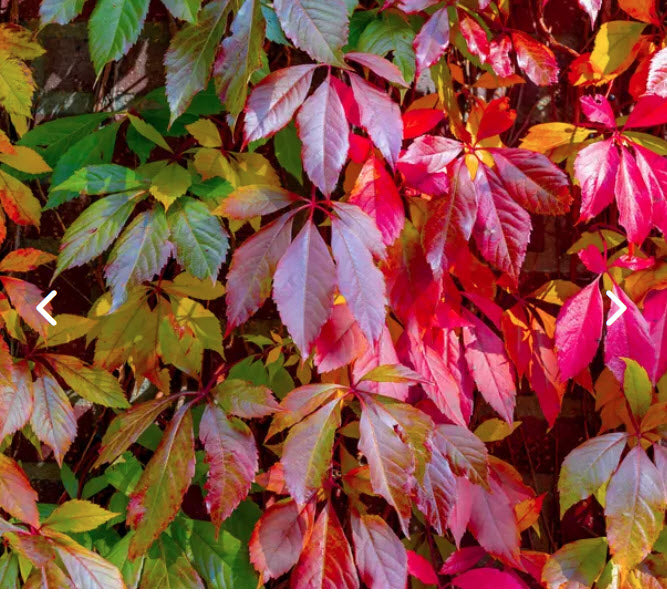 Viță canadiană - Parthenocissus quinquefolia