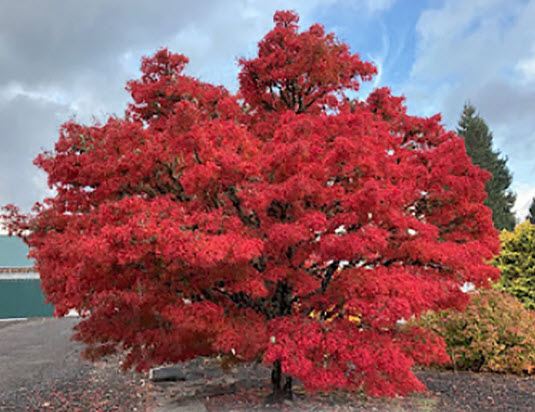 Artar japonez - Acer palmatum Kamagata