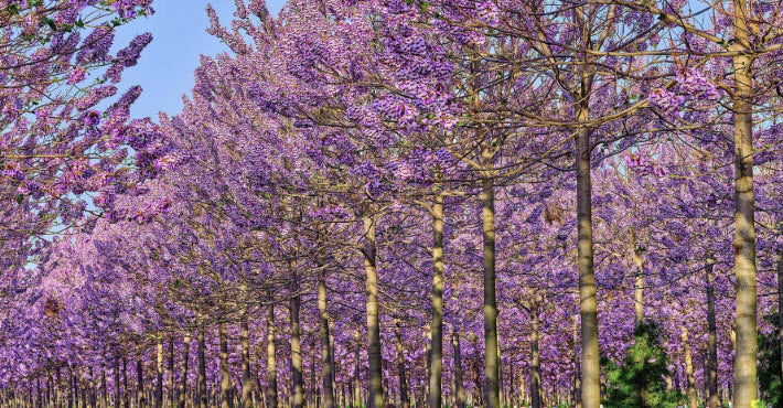 Seminte Paulownia tomentosa - 2g