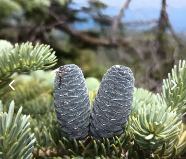 Seminte Brad de balsam - Abies balsamea - 1g - aproximativ 135 seminte