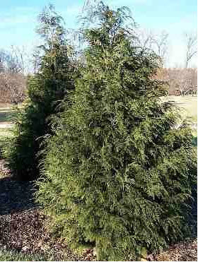Thuja plicata 'Aldrich Mountain' 45-55cm