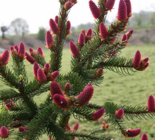 Molid 'Acrocona' - Picea abies 'Acrocona' - 1,2 m