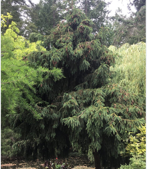 Molid 'Acrocona' - Picea abies 'Acrocona' - 1,2 m