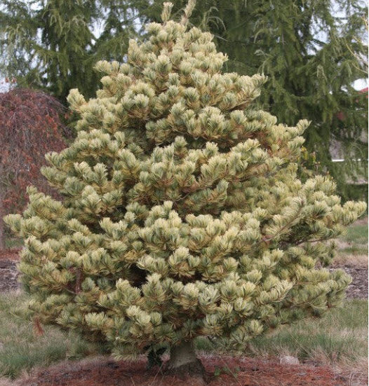 Pinus parviflora 'Ogon Goyo' - 40-50 cm