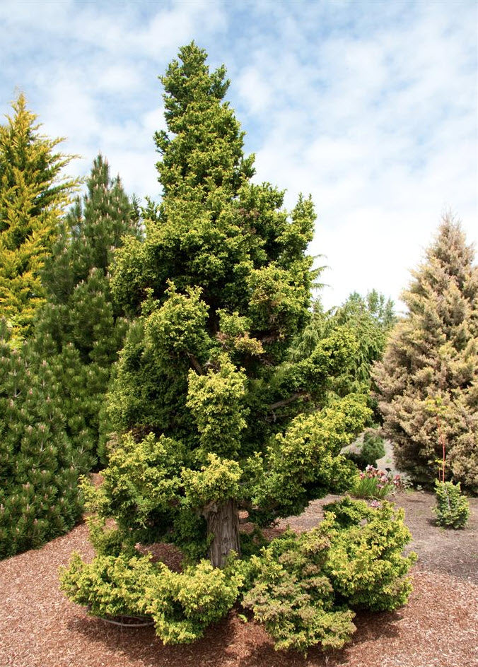 Cryptomeria japonica 'Jindai' 55-65 cm