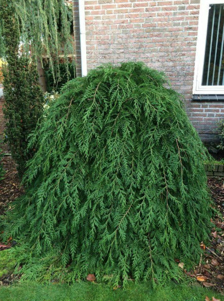 Chamaecyparis lawsoniana 'Pendula' 80 cm