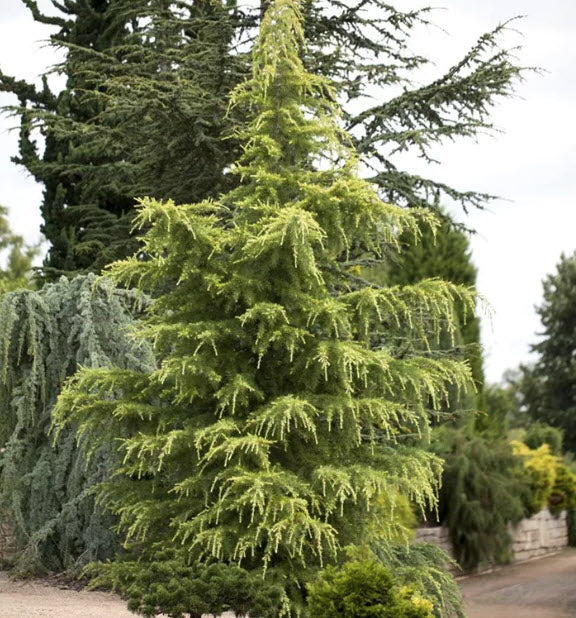 Cedrus deodara 'Golden Horizon' 45-50 cm