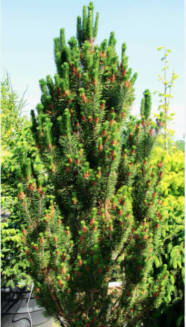 Pinus contorta 'Fastigiata' - 55 cm