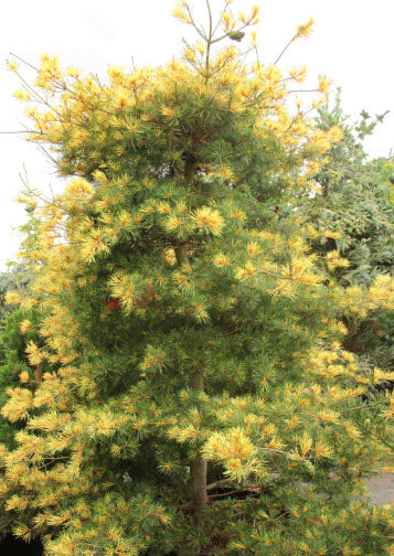 Pinus parviflora ‘Ogon-janome’ - 65 cm