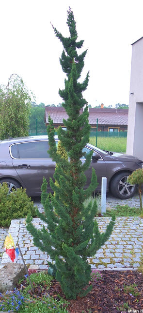 Chamaecyparis lawsoniana 'Wissel's Saguaro' 40-50 cm