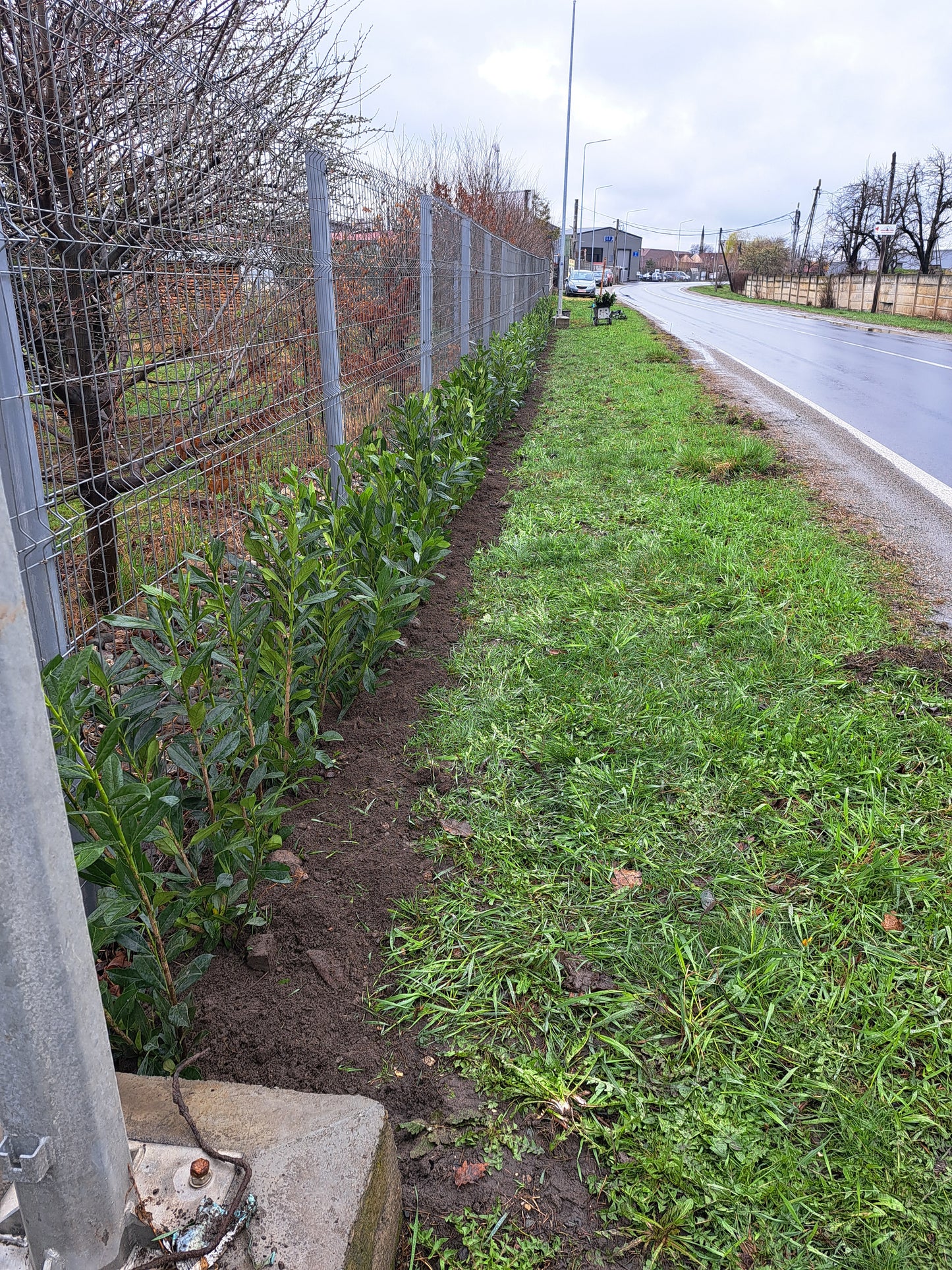 Pachet 10 bucati - Gard Viu - Laur englezesc "Novita" - Prunus laurocerasus" Novita - 80 cm