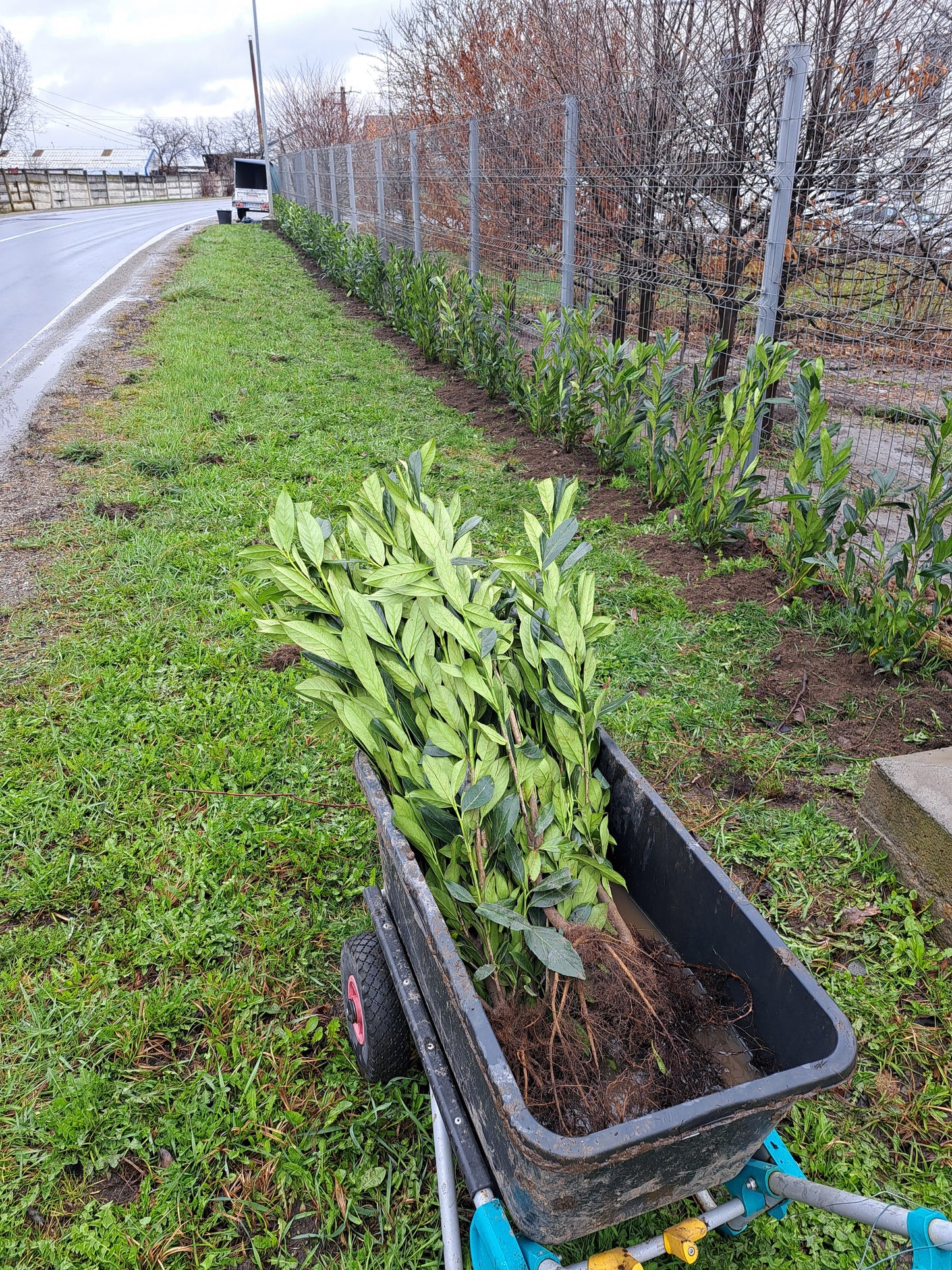 Pachet 10 bucati - Gard Viu - Laur englezesc "Novita" - Prunus laurocerasus" Novita - 80 cm