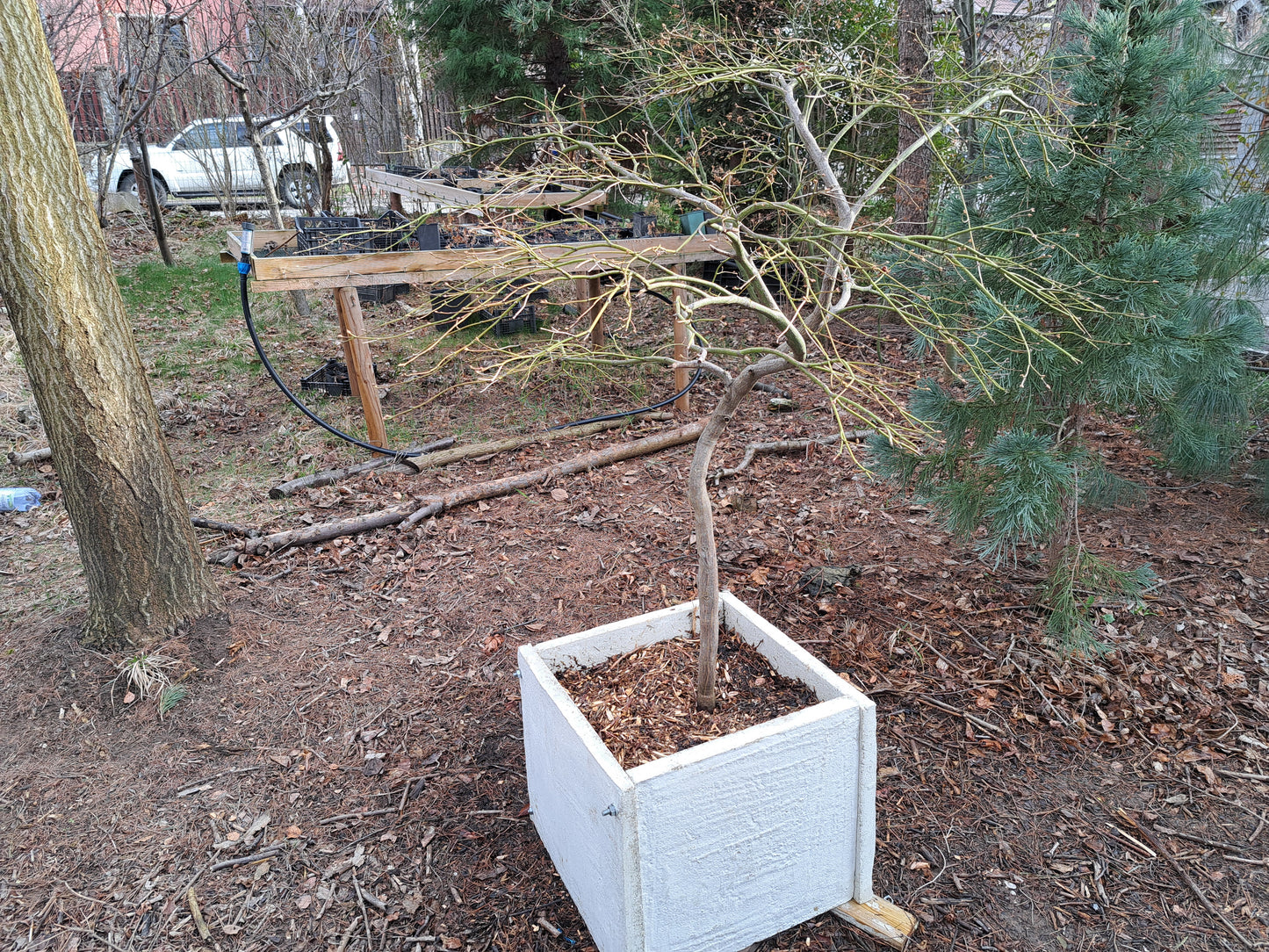 Artar japonez Acer palmatum 'Viridis' 1.6m