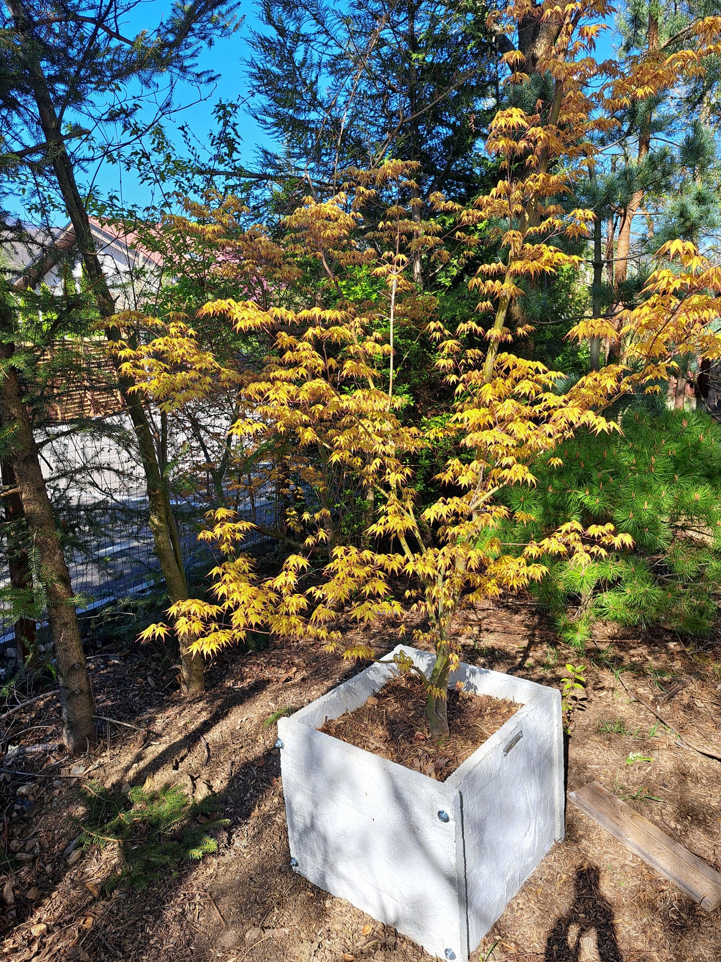 Artar japonez Acer palmatum 'Katsura' 2,5m