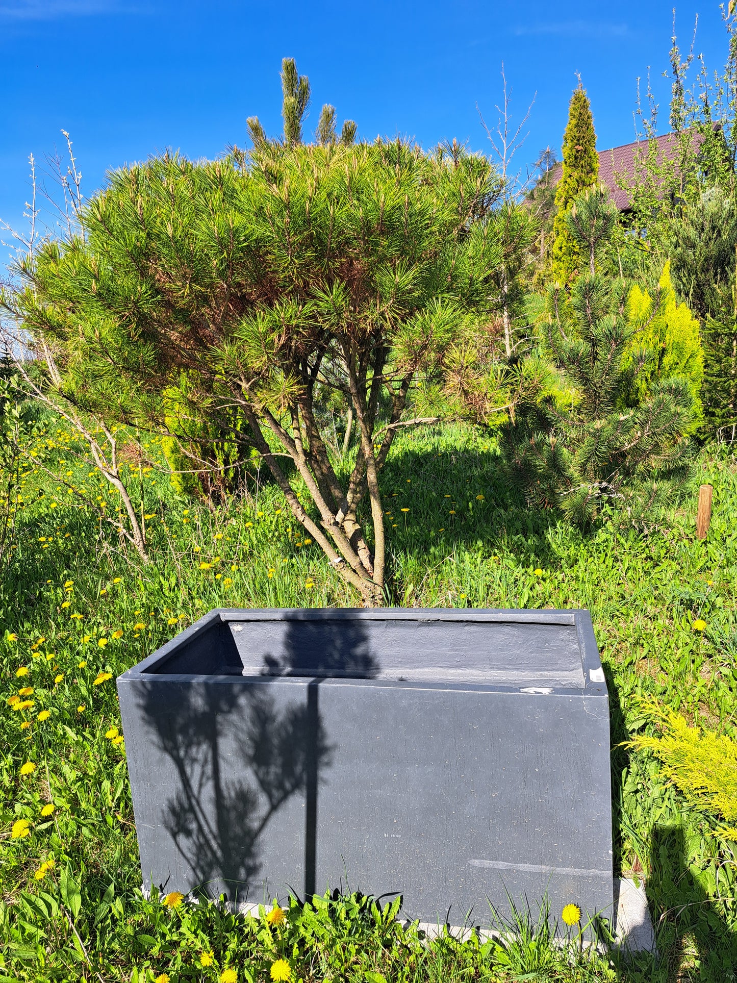 Pinus densiflora 'Umbraculifera'