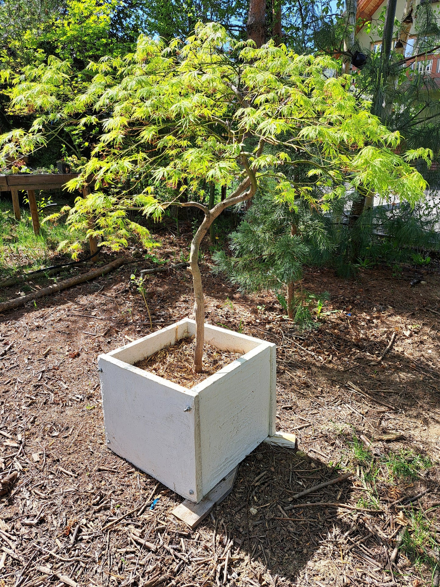 Artar japonez Acer palmatum 'Viridis' 1.6m