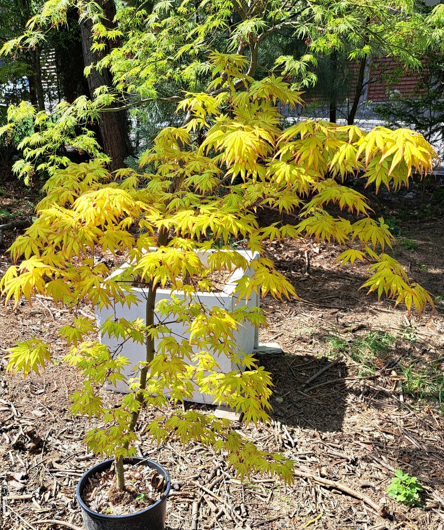 Artar japonez Katsura - Acer palmatum Katsura - 1,2 m