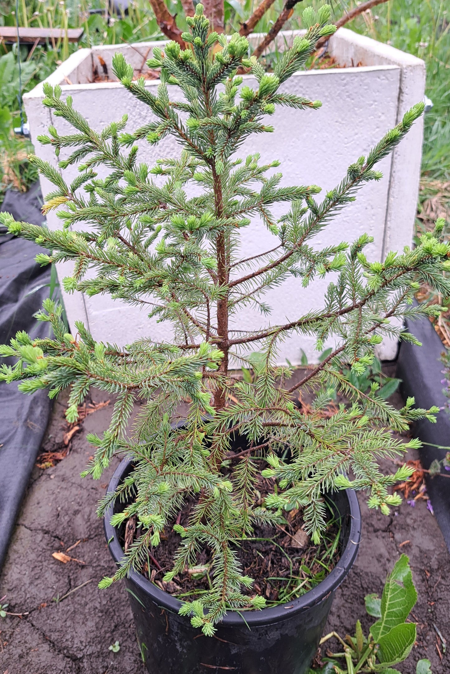 Picea mariana 50 cm
