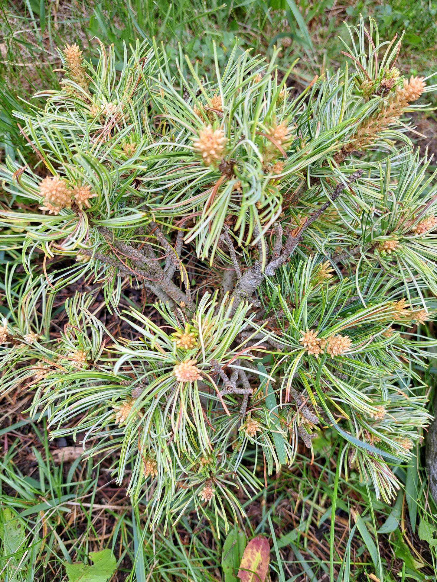Pinus Parviflora 'Tani mano uki'