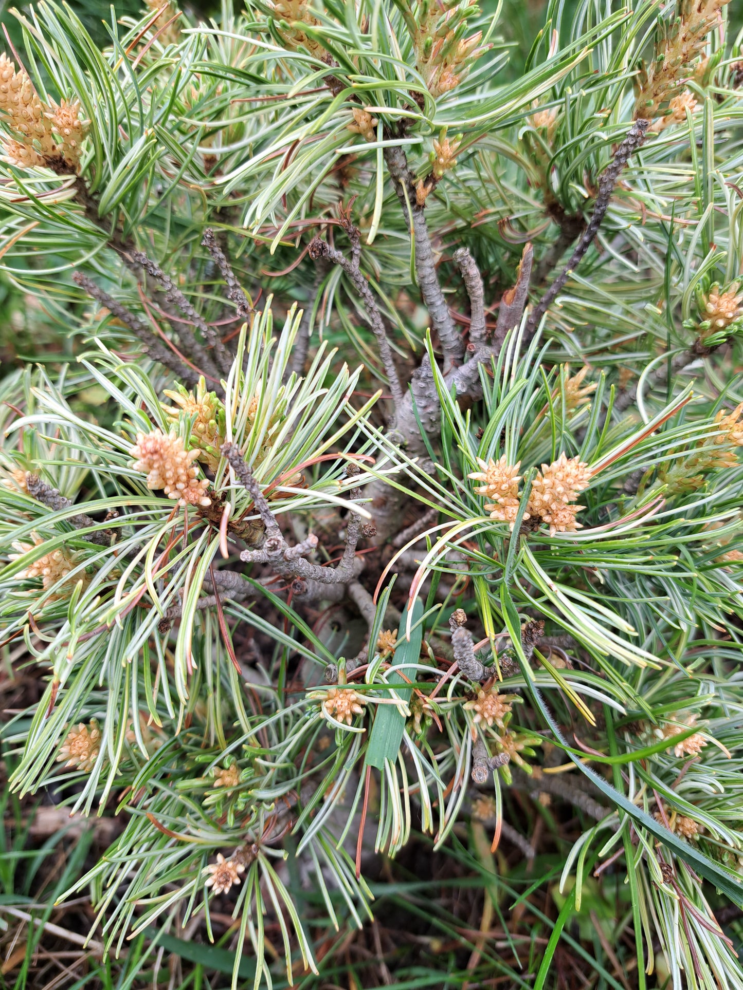 Pinus Parviflora 'Tani mano uki'