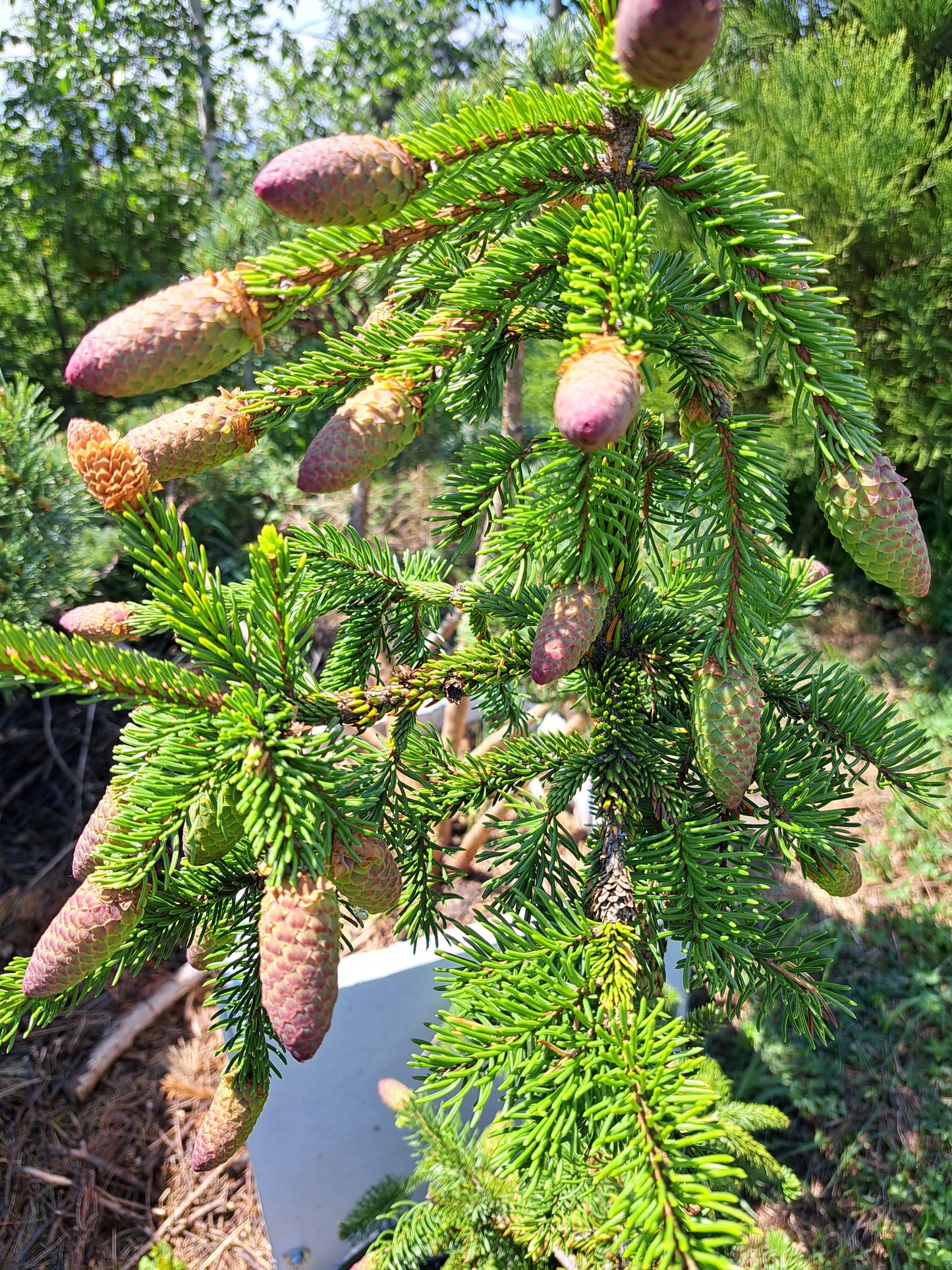 Molid 'Acrocona' - Picea abies 'Acrocona' - 1,2 m