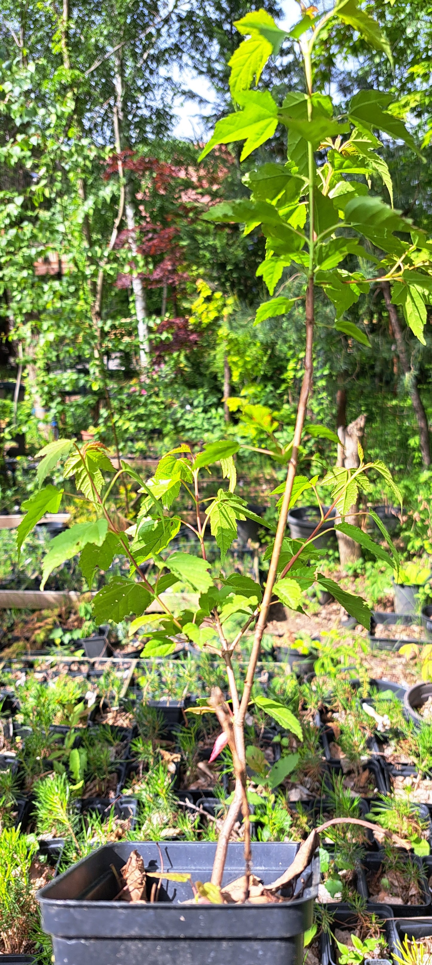 Arțar de Manciuria - Acer ginnala - 50 cm