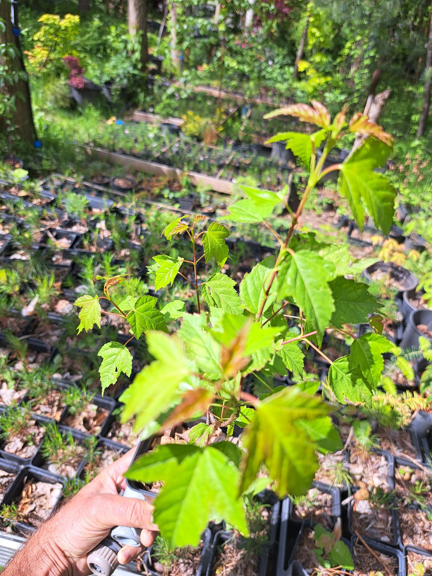 Arțar de Manciuria - Acer ginnala - 50 cm