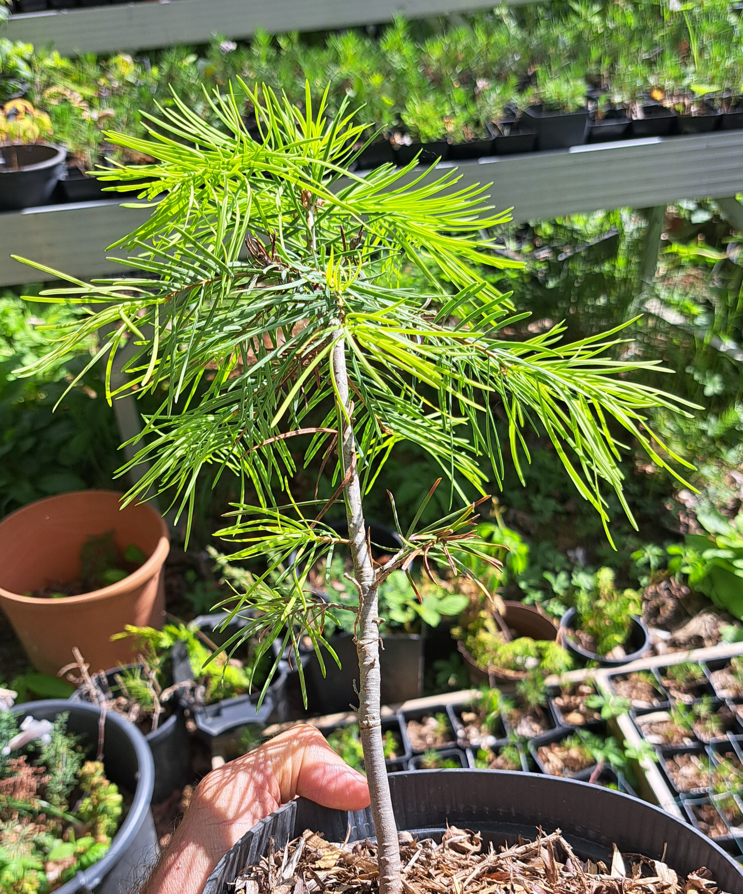 Brad de Colorado - Abies concolor