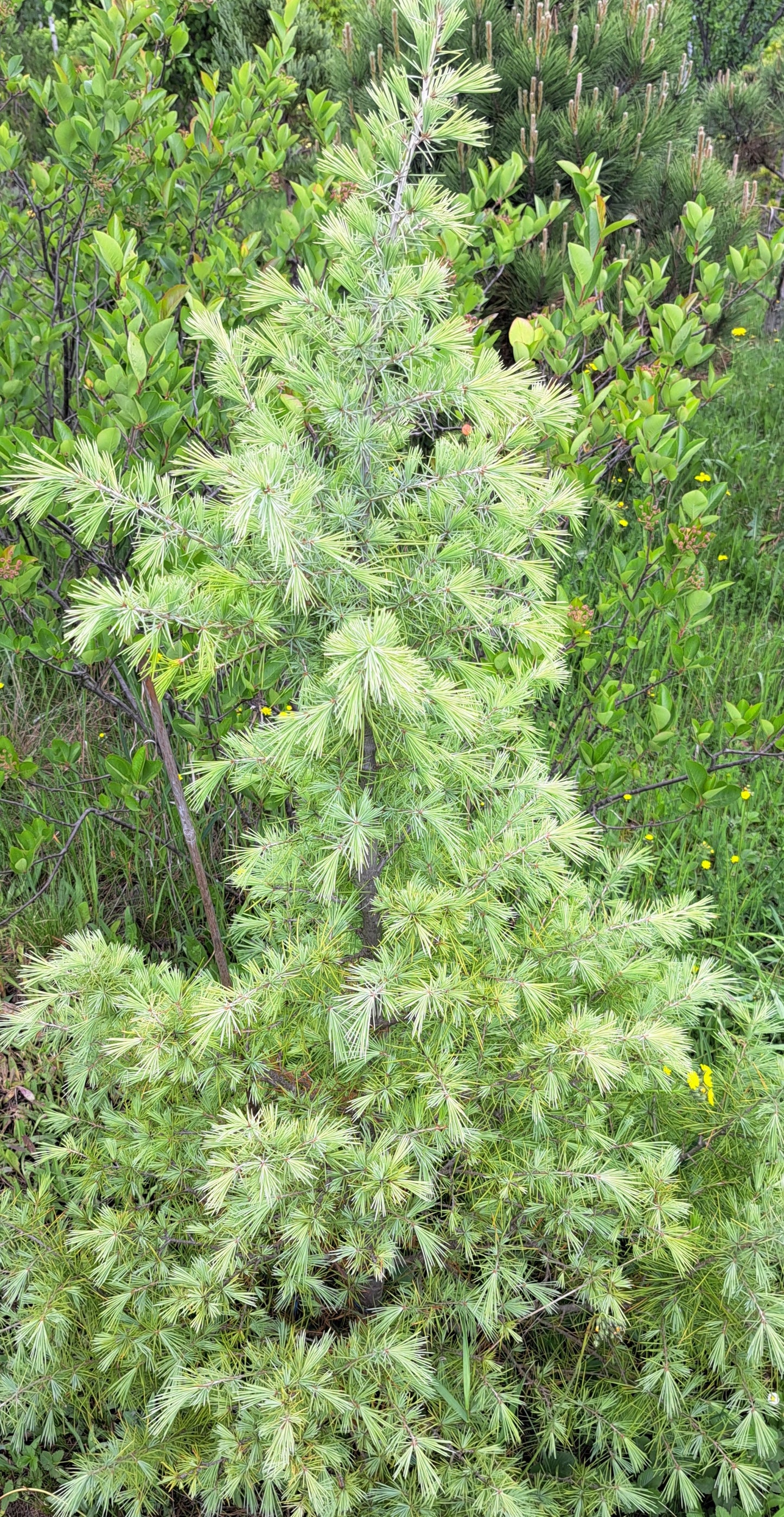 Cedrus deodara