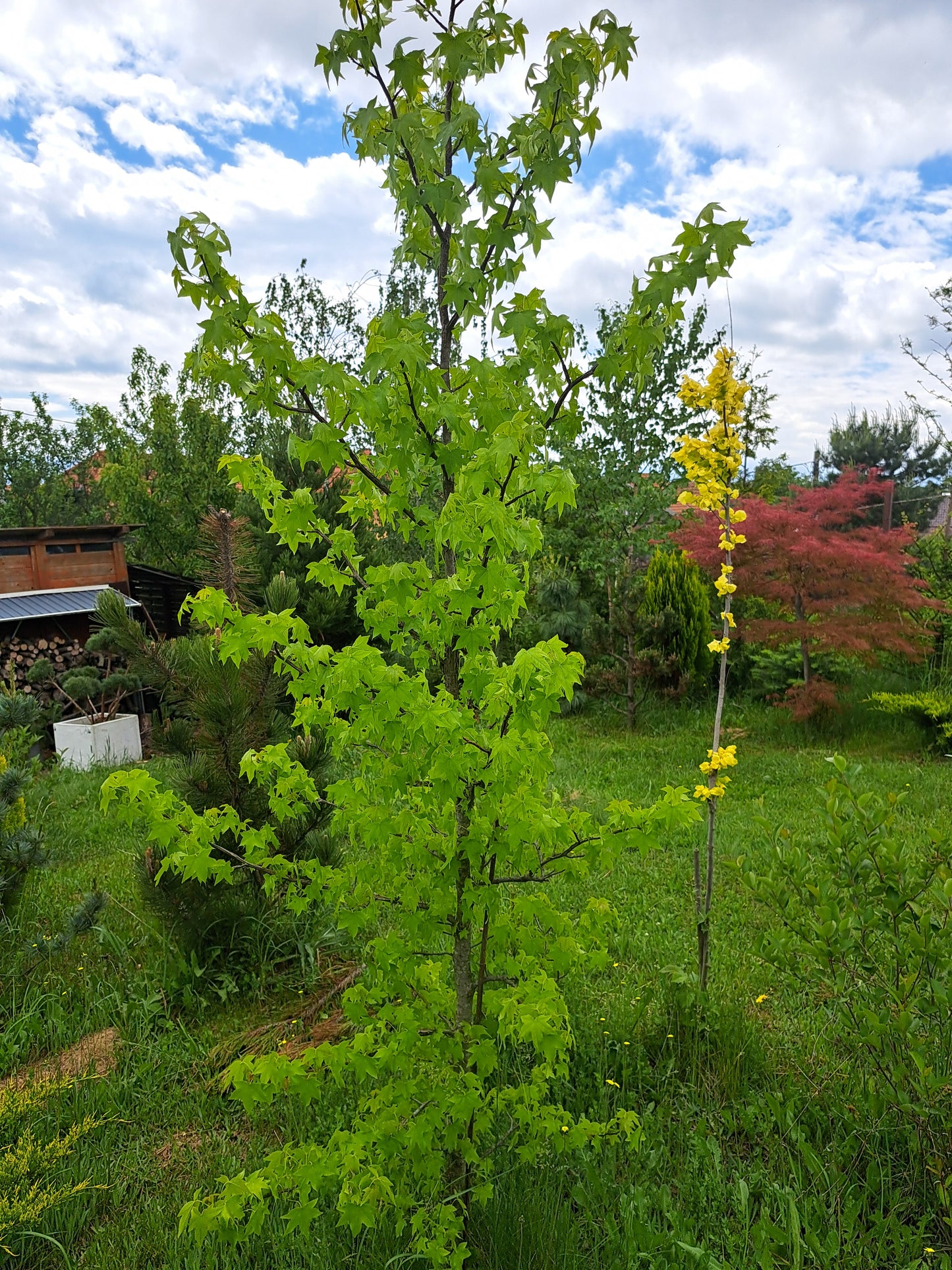 Liquidambar styraciflua -arborele de guma