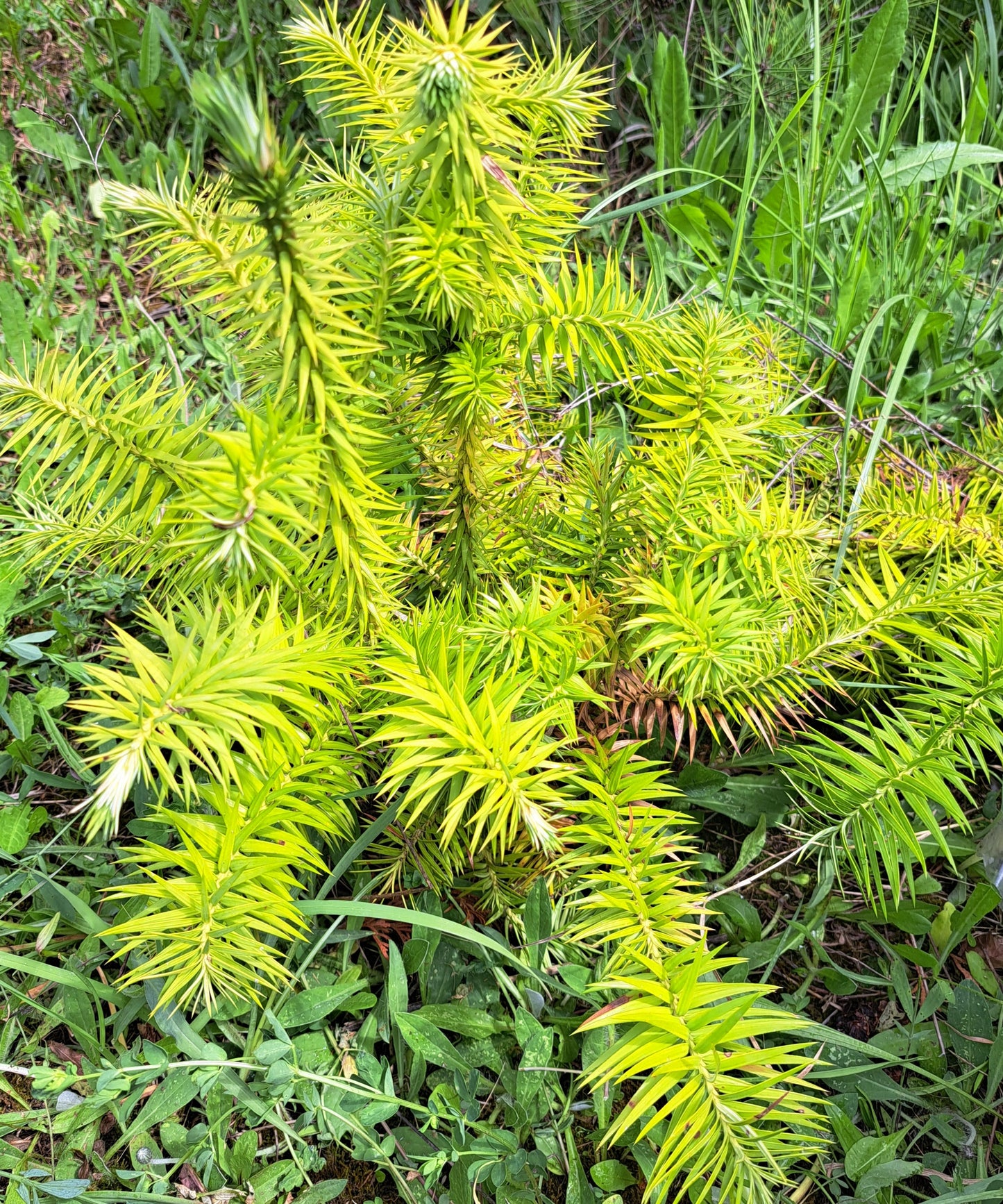 Brad chinezesc - Cunninghamia lanceolata