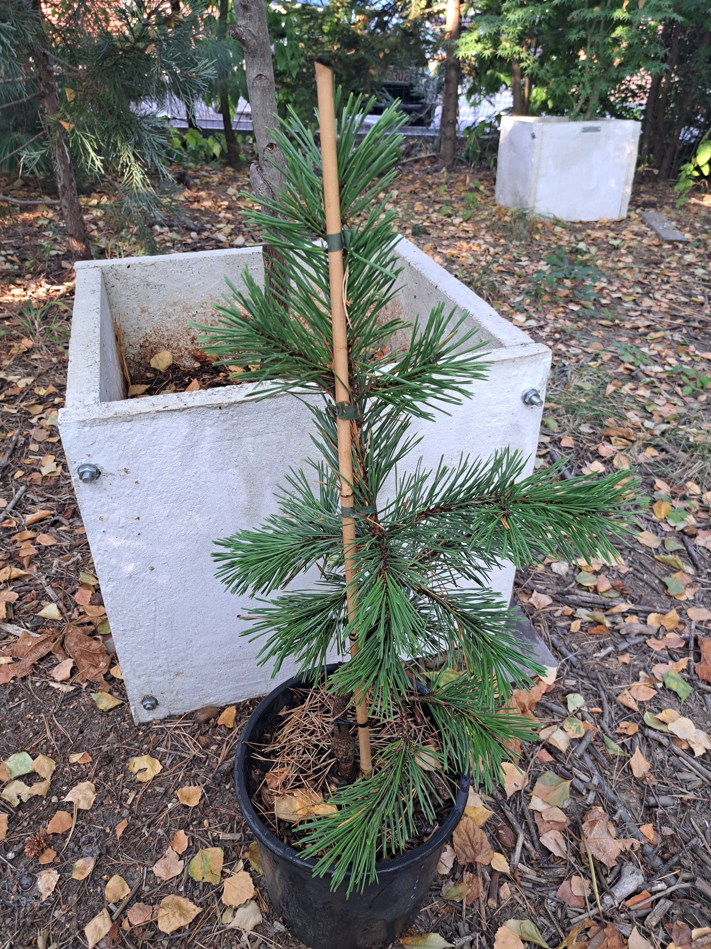 Pinus contorta Taylor's Sunburst - 40-50 cm - Raritate