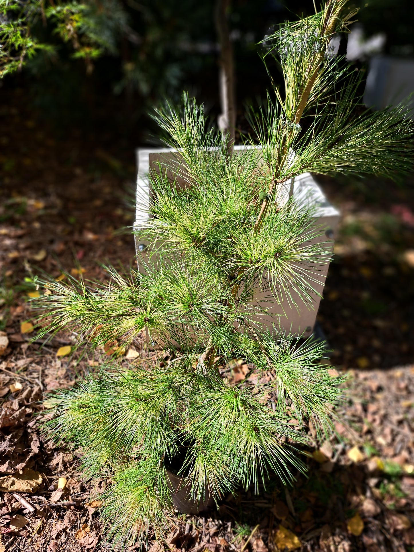 Pinus densiflora 'Golden Ghost' - 60-80 cm