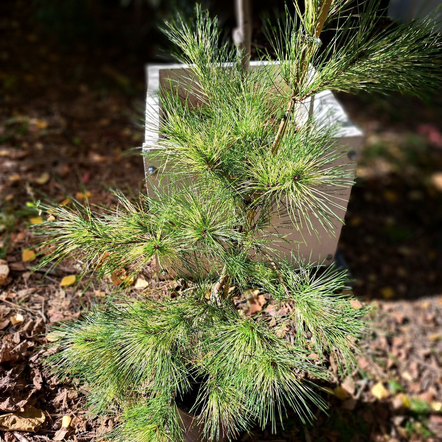 Pinus densiflora 'Golden Ghost' - 60-80 cm