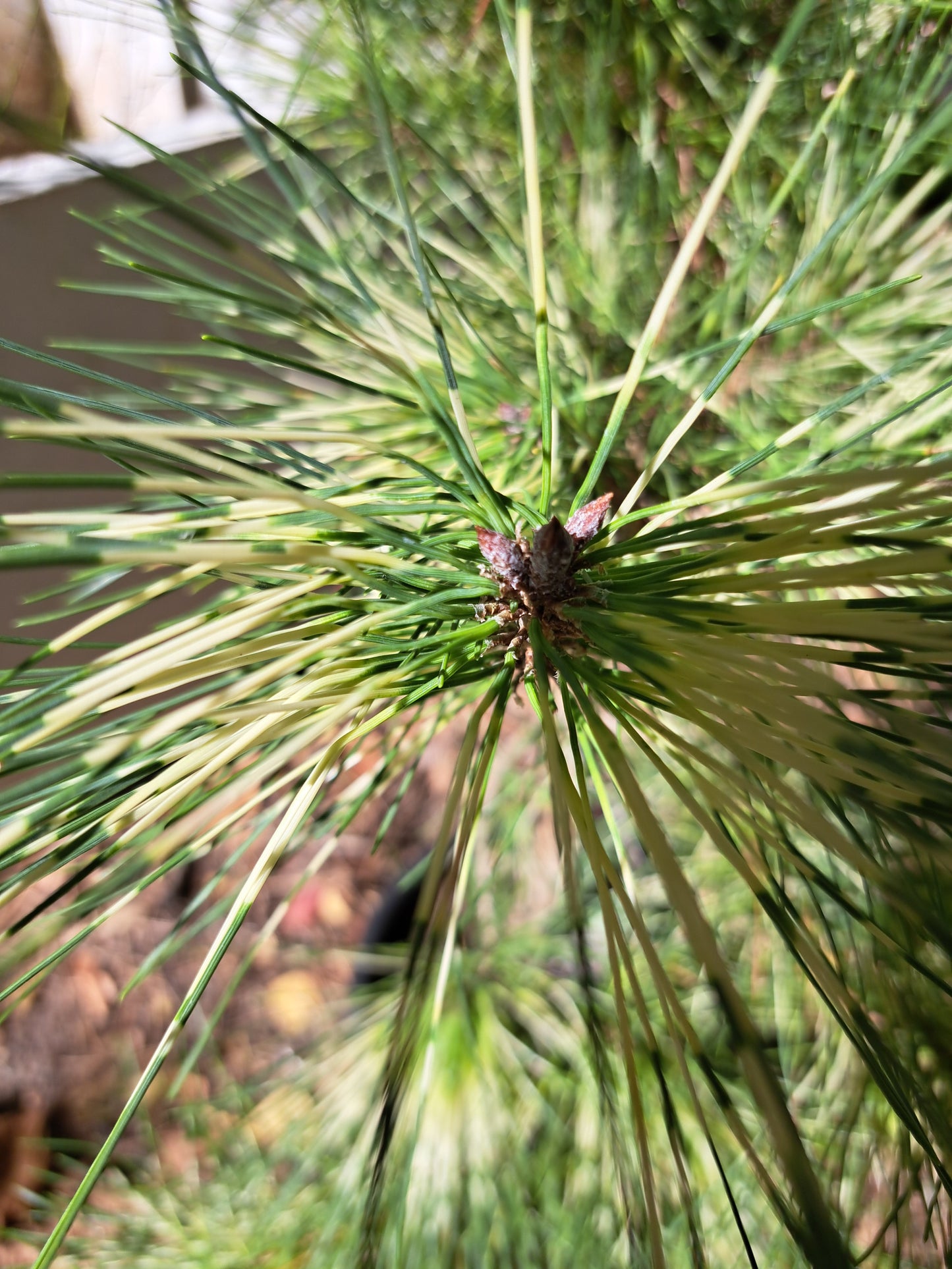 Pinus densiflora 'Golden Ghost' - 60-80 cm