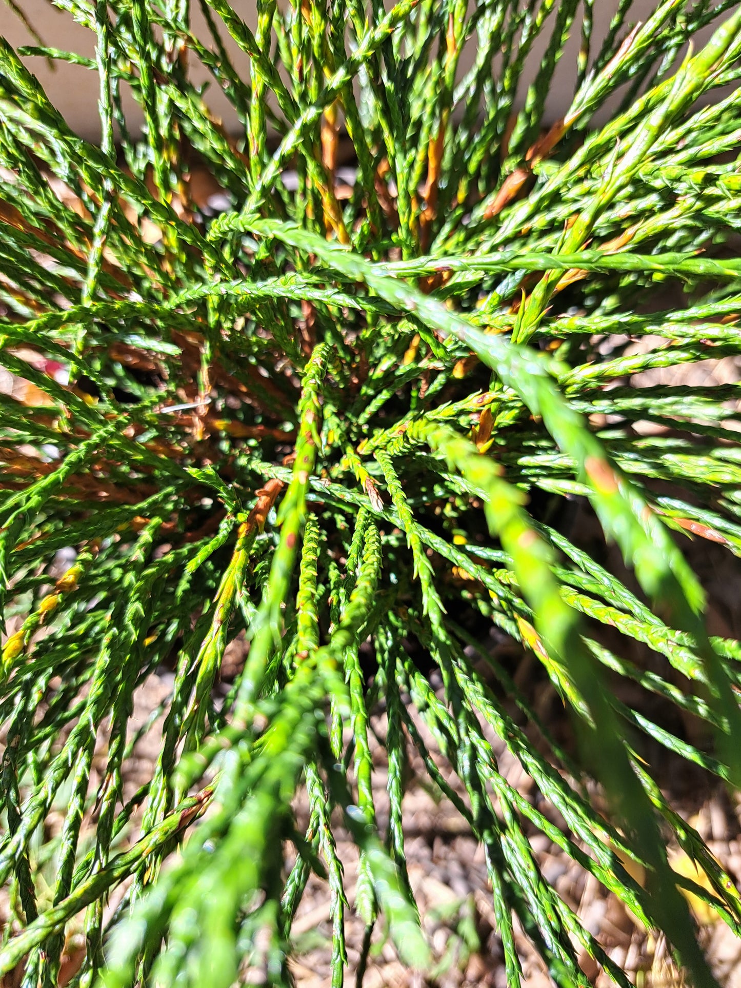 Thuja plicata ' Whipcord' - 25-30 cm