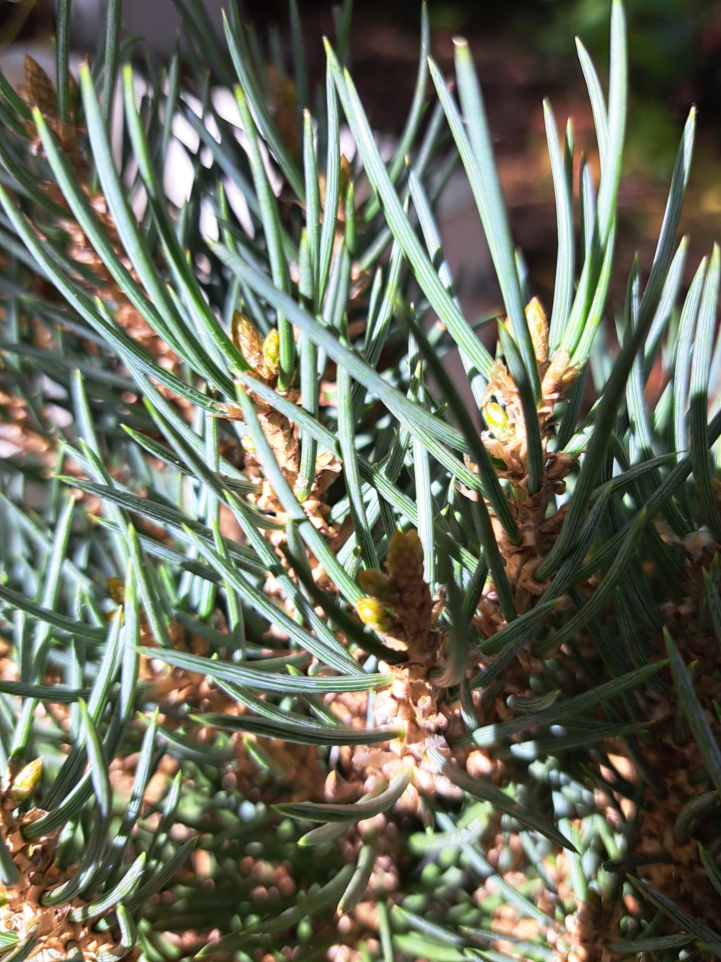 Pinus monophylla 'Sunrise' - 40-50 cm