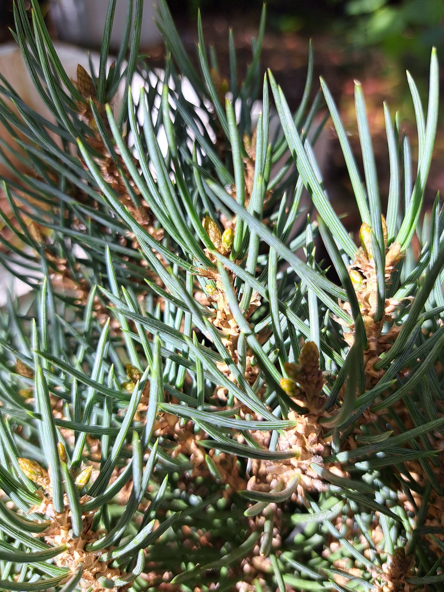 Pinus monophylla 'Sunrise' - 40-50 cm