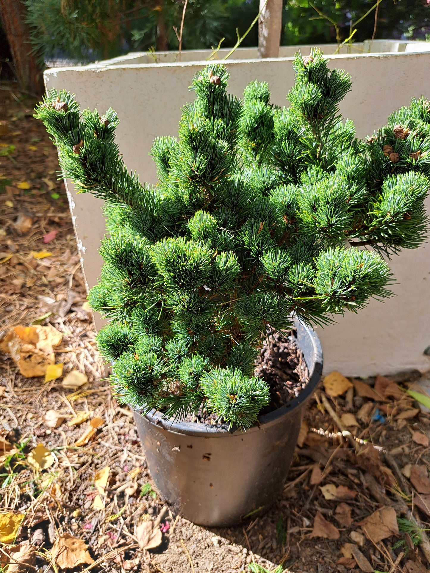 Pinus parviflora 'Kin-Po' - 25-28 cm
