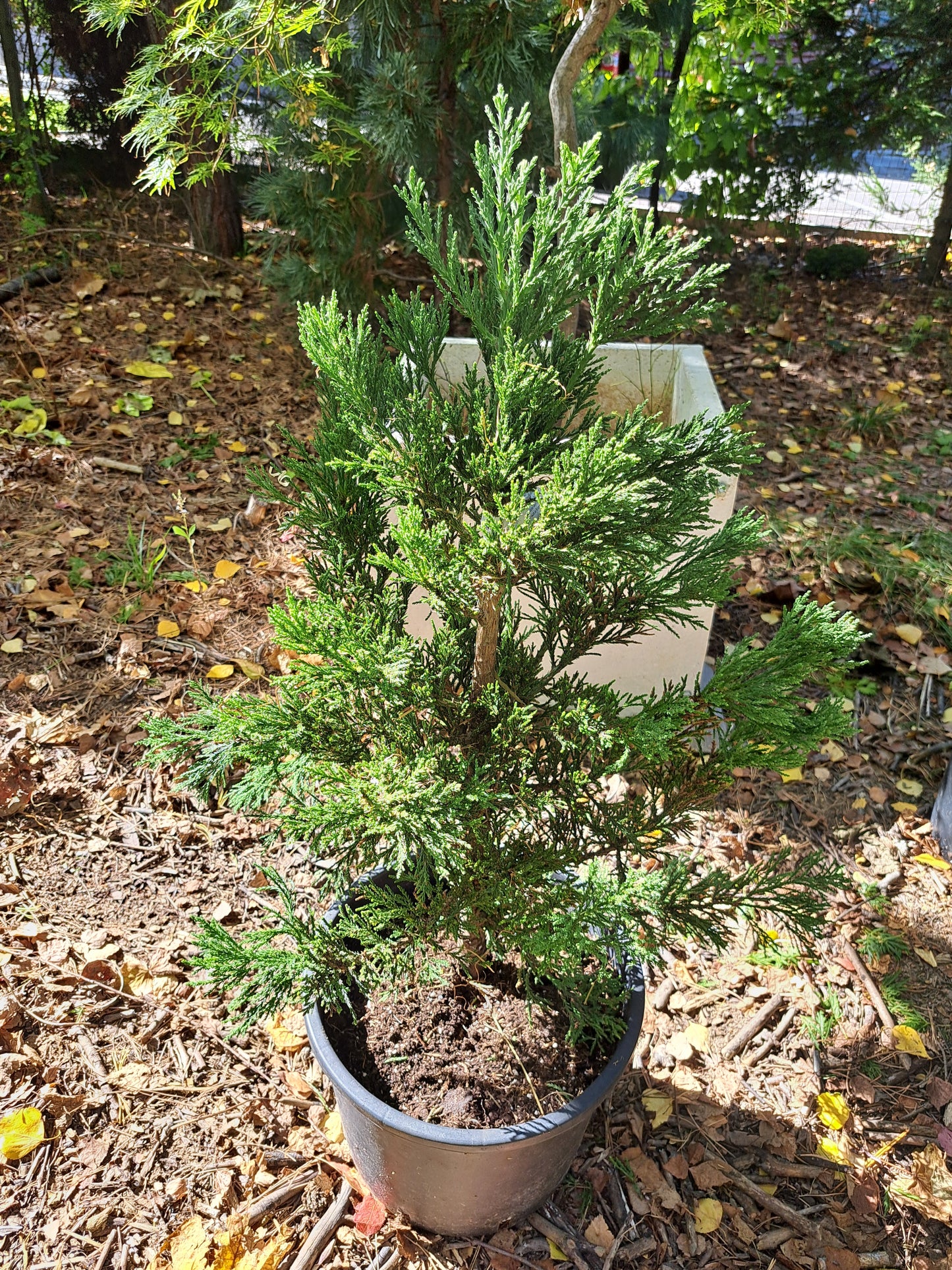 Sequoiadendron giganteum 'Philip Curtis' - 50-60 cm