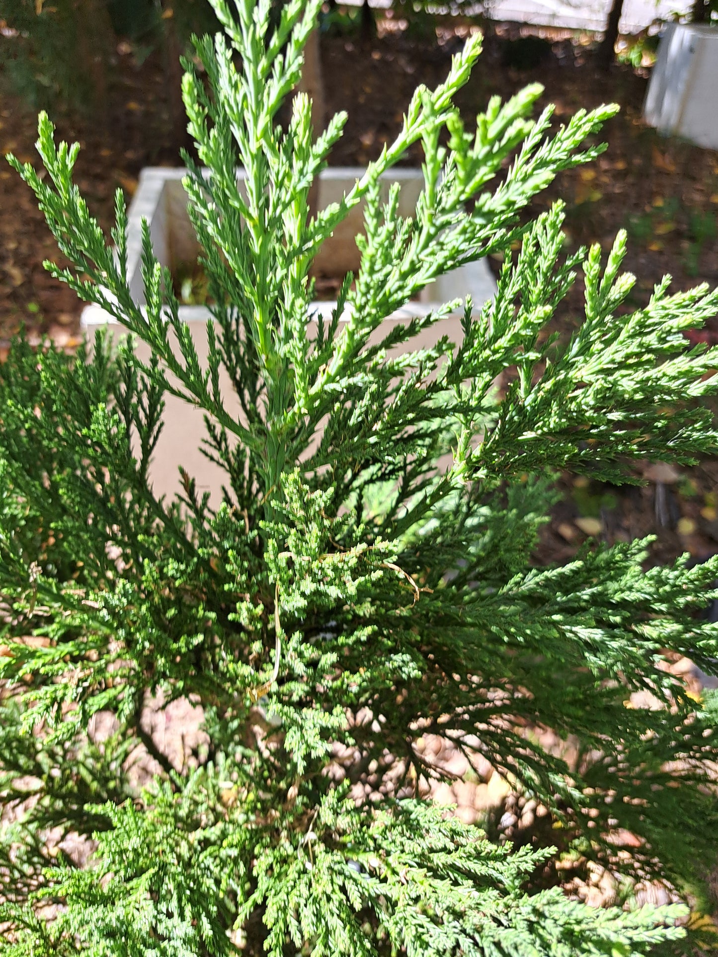 Sequoiadendron giganteum 'Philip Curtis' - 50-60 cm