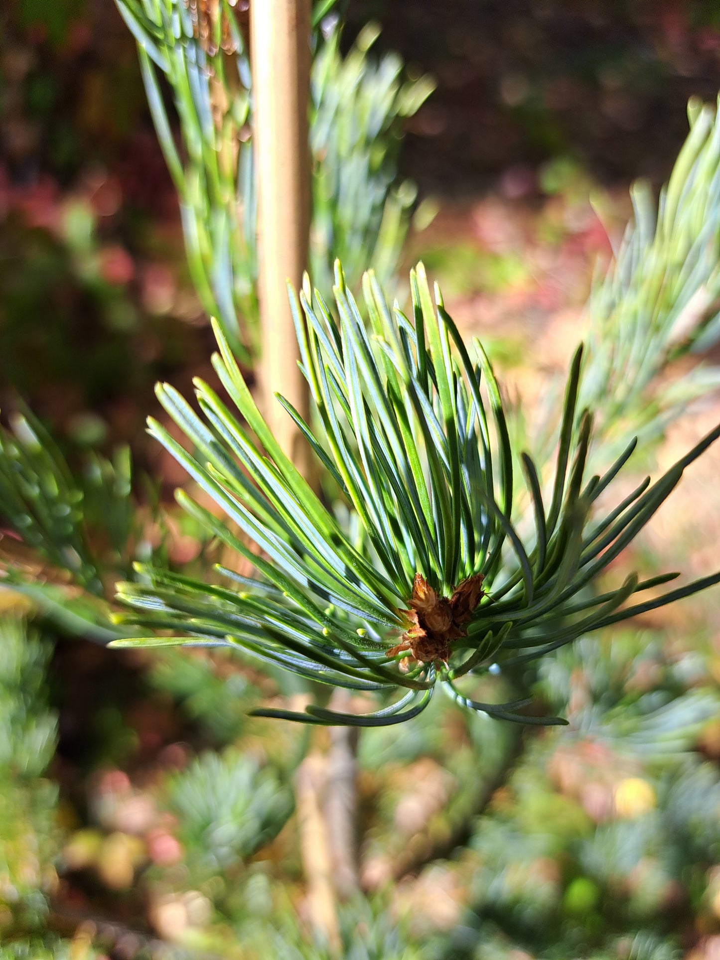 Pinus parviflora 'Ogon Goyo' - 75 cm