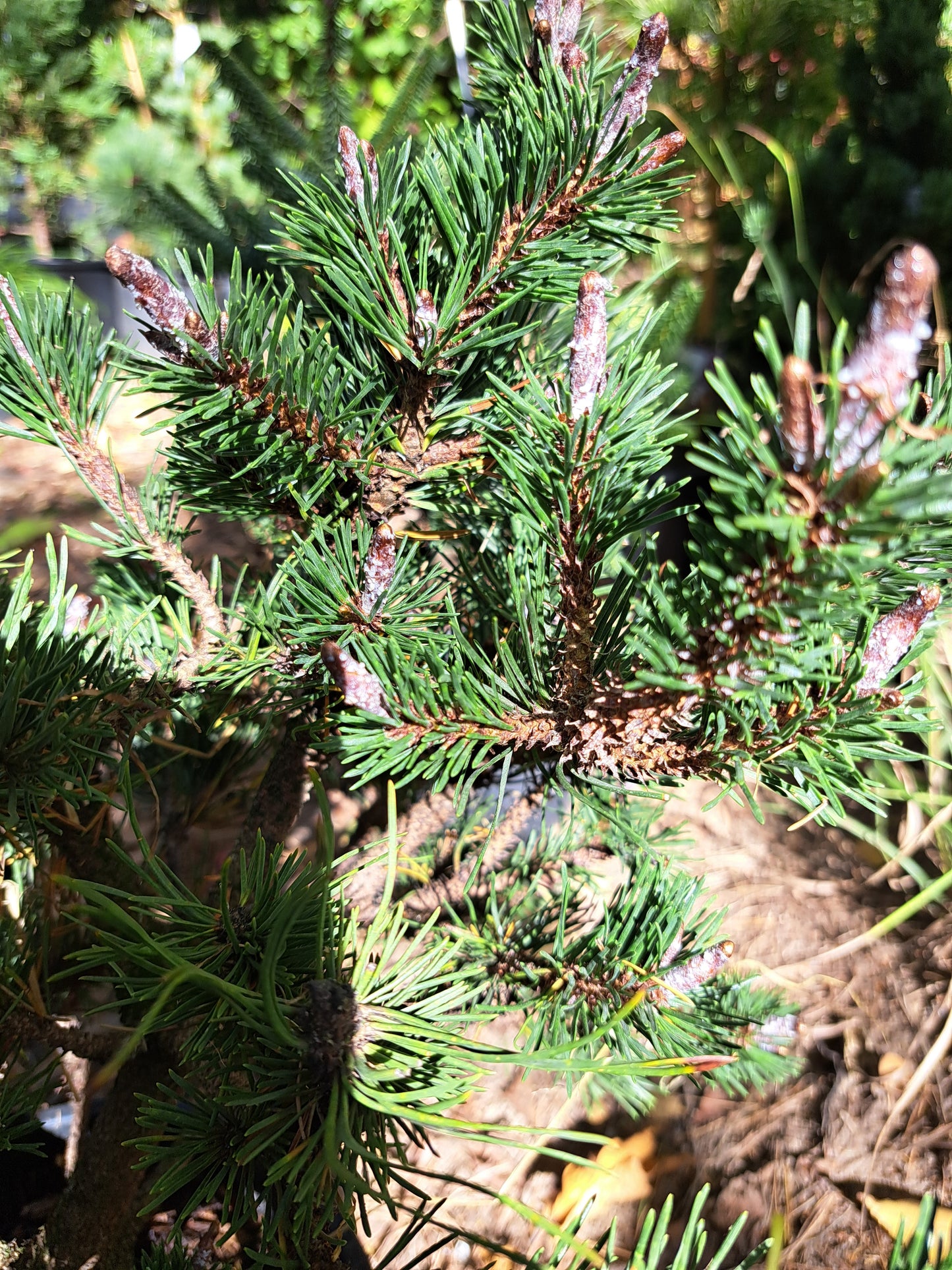 Pinus contorta 'Spaan's Dwarf' - 40-50 cm