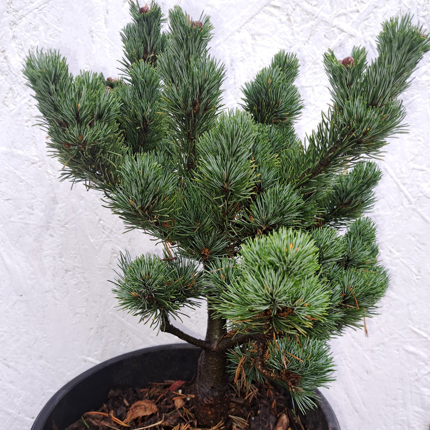 Pinus parviflora 'Kin-Po' - 25-28 cm