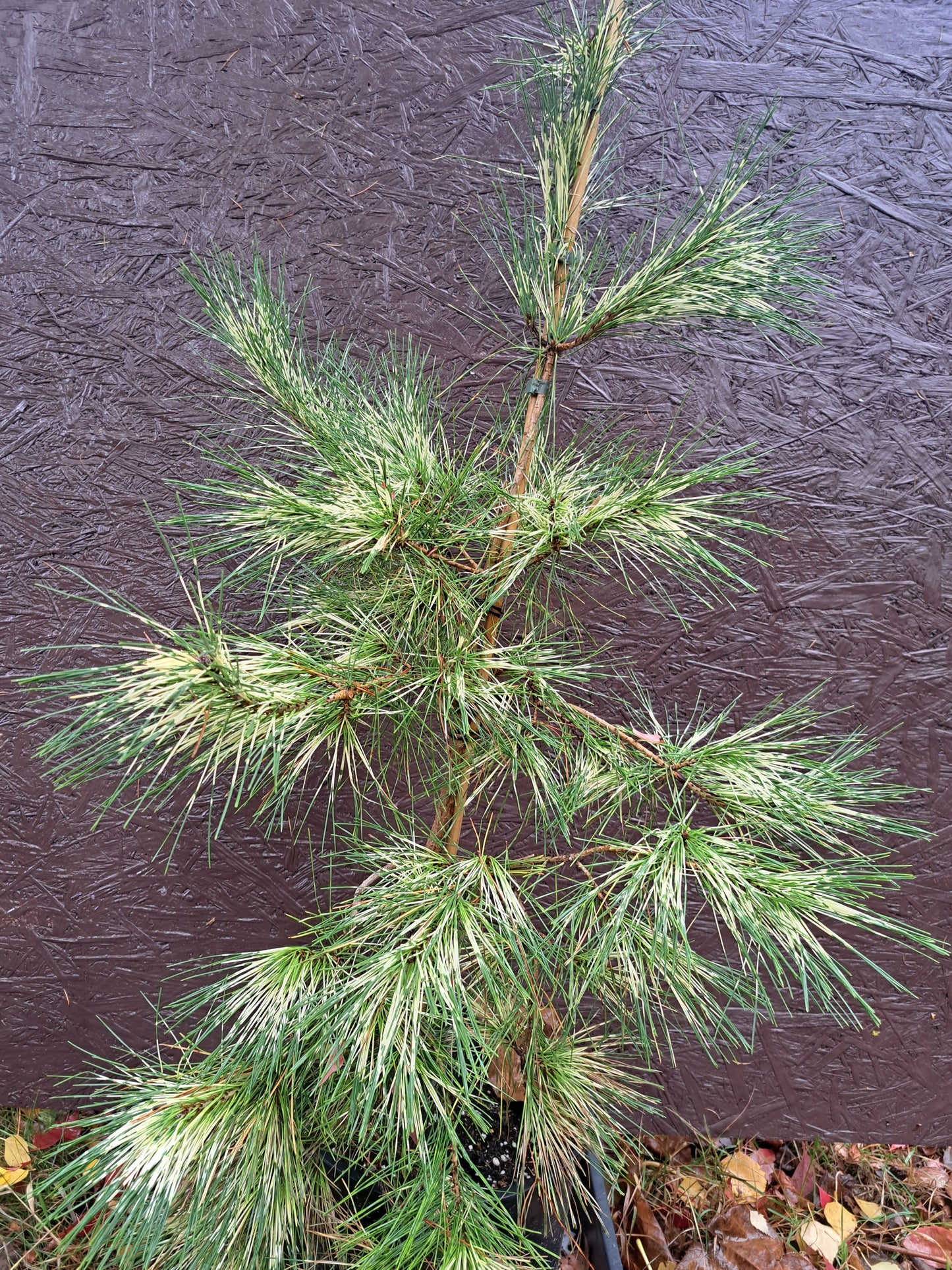 Pinus densiflora 'Golden Ghost' - 60-80 cm