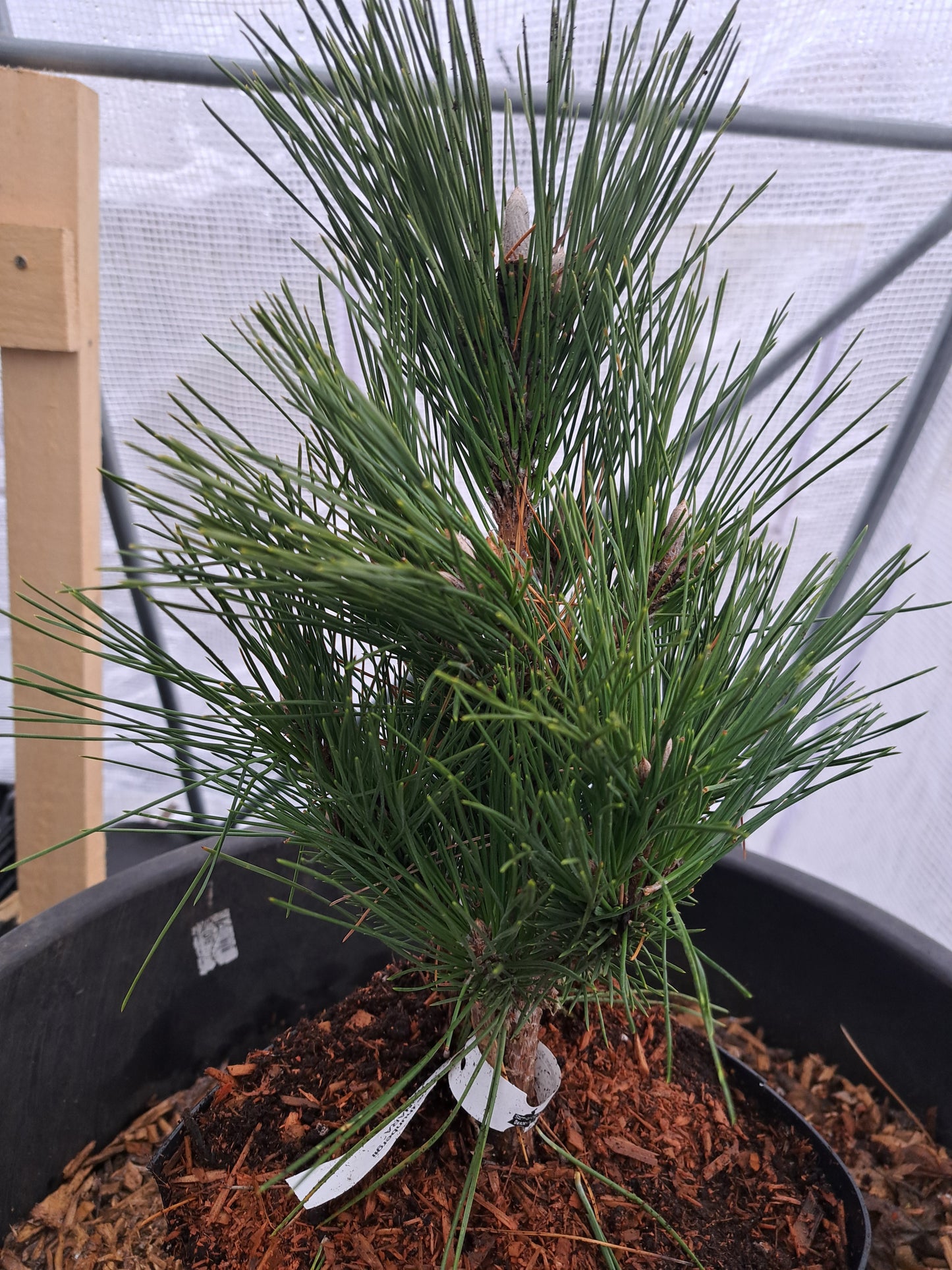 Pinus thunbergii 'Sayonara' - 25-30 cm