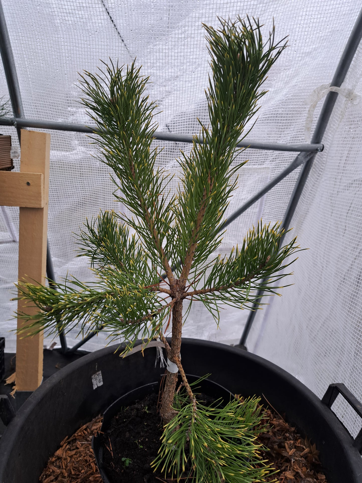Pinus sylvestris 'Bialogon' - 40-50 cm